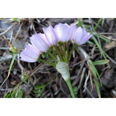 Allium roseum L. 