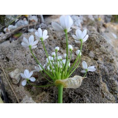 Allium subhirsutum L. 
