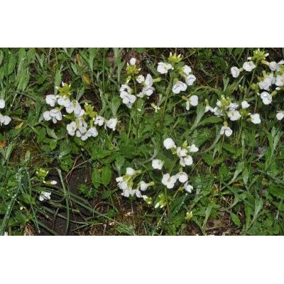 Arabis alpina subsp. caucasica (Willd.) Briq. 