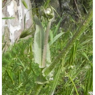 Crepis vesicaria subsp. bivoniana (Soldano & F. Conti) Giardina & Raimondo 