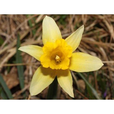 Narcissus pseudonarcissus L. subsp. pseudonarcissus 