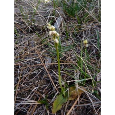 Neotinea maculata (Desf.) Stearn 