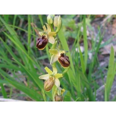 Ophrys sphegodes Mill. subsp. sphegodes 