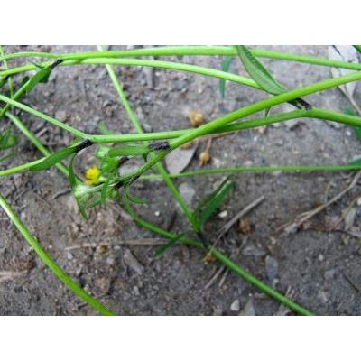 Ranunculus sardous Crantz 
