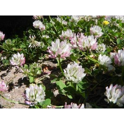 Trifolium nigrescens Viv. 