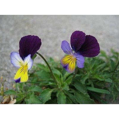 Viola tricolor L. 