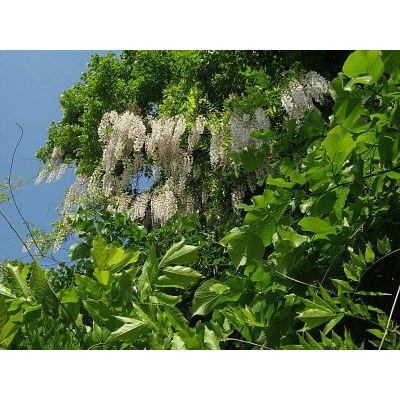 Wisteria floribunda (Willd.) DC. 