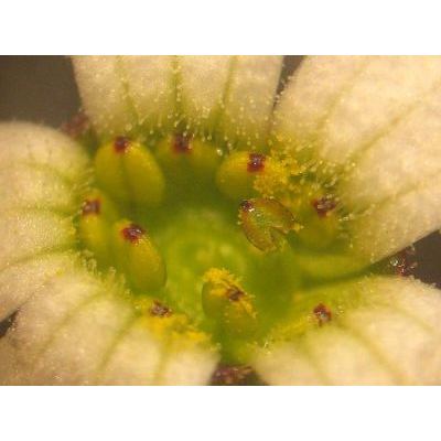 Saxifraga carpetana subsp. graeca (Boiss. & Heldr.) D. A. Webb 