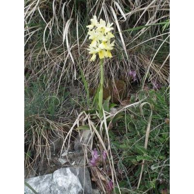 Orchis pauciflora Ten. 