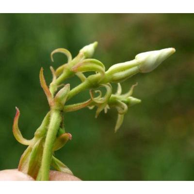 Trachelospermum jasminoides (Lindl.) Lem. 
