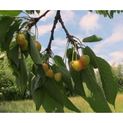 Prunus avium (L.) L. 
