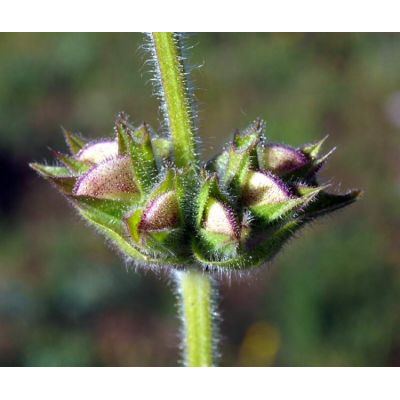 Salvia argentea L. 