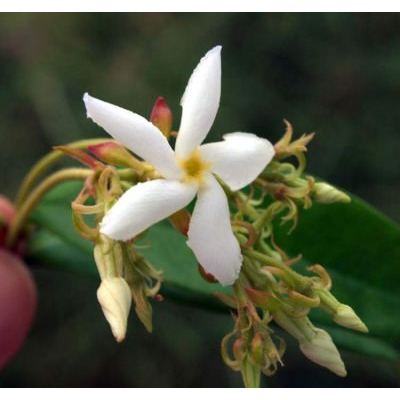 Trachelospermum jasminoides (Lindl.) Lem. 