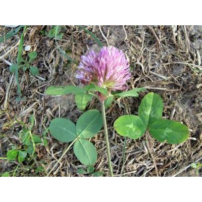 Trifolium pratense L. 