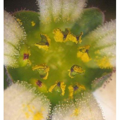 Saxifraga carpetana subsp. graeca (Boiss. & Heldr.) D. A. Webb 