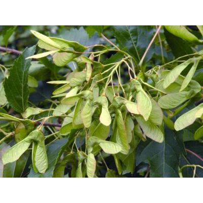 Acer tataricum subsp. ginnala (Maxim.) Wesm. 
