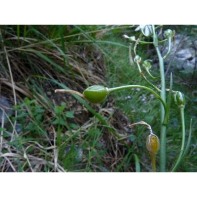 Anthericum ramosum L. 
