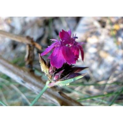 Dianthus carthusianorum L. 