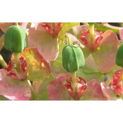 Euphorbia rigida M. Bieb. 