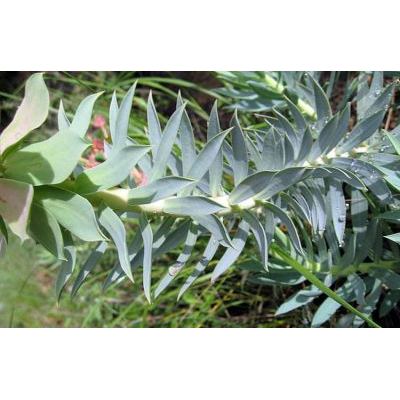 Euphorbia rigida M. Bieb. 