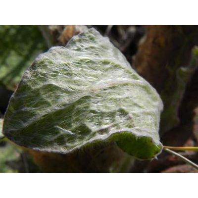 Pulicaria odora (L.) Rchb. 