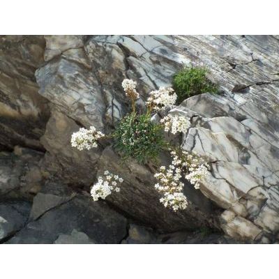 Saxifraga callosa Sm. subsp. callosa 