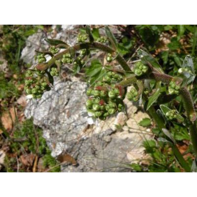 Saxifraga hostii Tausch subsp. hostii 