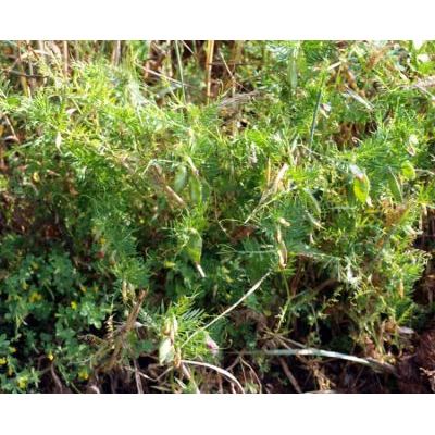 Vicia lutea subsp. vestita (Boiss.) Rouy 