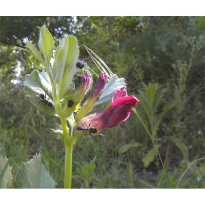 Vicia serratifolia Jacq. 