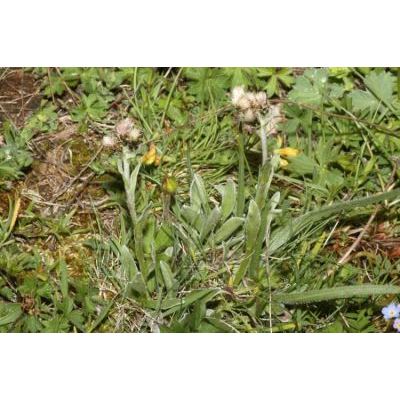 Antennaria carpathica (Wahlenb.) Bl. & Fing. 