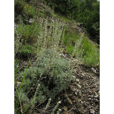 Artemisia pedemontana Balb. 