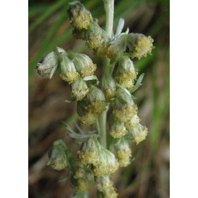 Artemisia pedemontana Balb. 