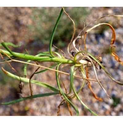 Asyneuma limonifolium (L.) Janch. subsp. limonifolium 