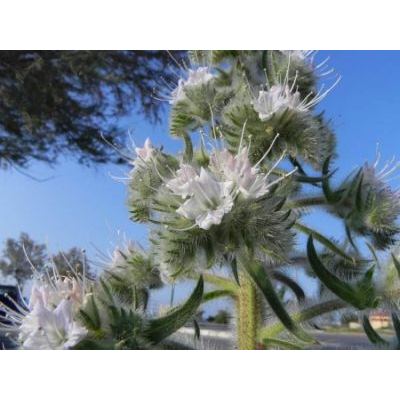 Echium italicum subsp. siculum (Lacaita) Greuter & Burdet 