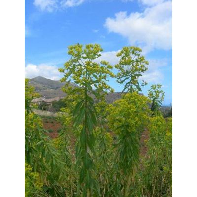 Euphorbia ceratocarpa Ten. 