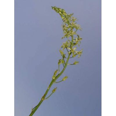 Loncomelos pyrenaicum (L.) Hrouda ex J. Holub subsp. pyrenaicum 