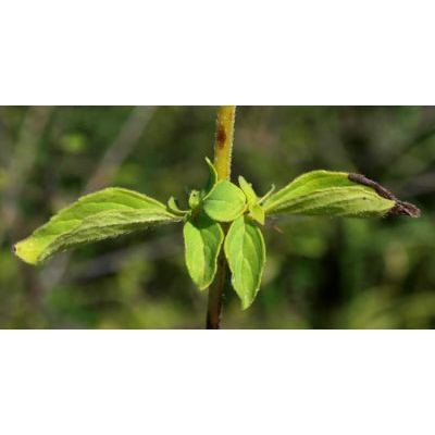 Origanum vulgare subsp. viridulum (Martrin-Donos) Nyman 