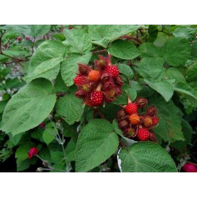 Rubus phoenicolasius Maxim. 