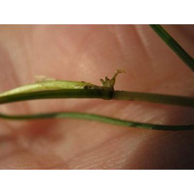 Zannichellia palustris L. 