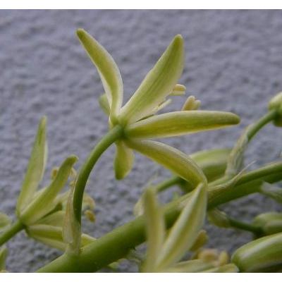 Loncomelos pyrenaicum (L.) Hrouda ex J. Holub subsp. pyrenaicum 