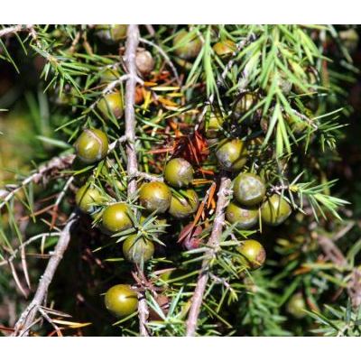 Juniperus deltoides R. P. Adams 
