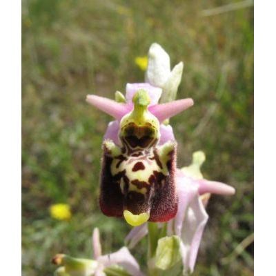 Ophrys fuciflora (F. W. Schmidt) Moench subsp. fuciflora 