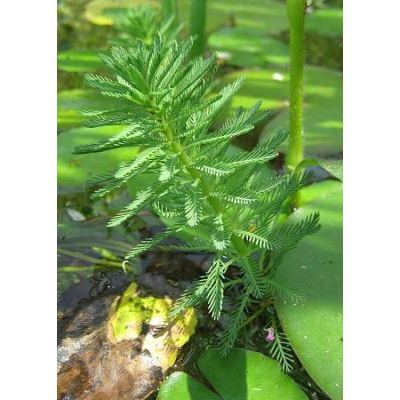 Myriophyllum aquaticum (Vell.) Verdc. 