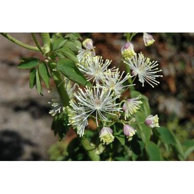 Thalictrum aquilegiifolium L. subsp. aquilegiifolium 