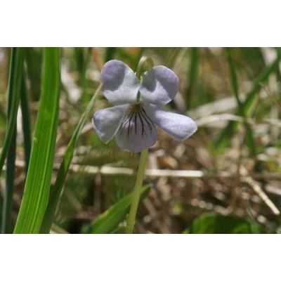 Viola palustris L. 
