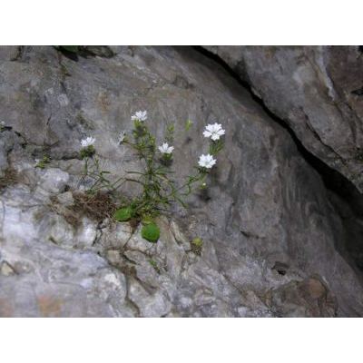 Heliosperma pusillum (Waldst. & Kit.) Rchb. subsp. pusillum 