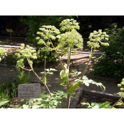 Angelica archangelica L. 