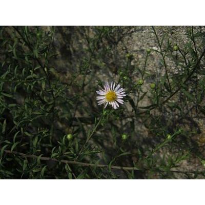 Symphyotrichum pilosum (Willd.) G. L. Nesom 