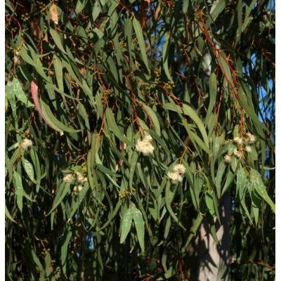 Eucalyptus camaldulensis Dehnh. 