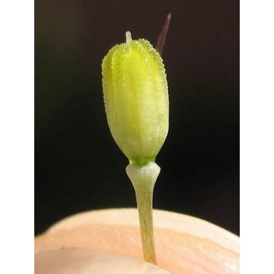 Allium tenuiflorum Ten. 
